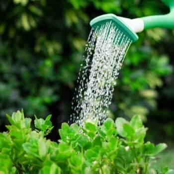 Grüne Pflanze die von Hand mit Wasser gegossen wird - Kalkfreies Wasser für Pflanzen