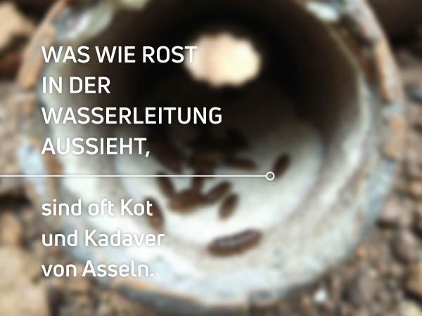 Tote Asseln im Wasser Tote Tiere im Wasser - Was steckt dahinter?